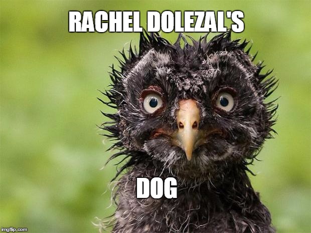 Birds of a Feather | RACHEL DOLEZAL'S DOG | image tagged in birds of a feather | made w/ Imgflip meme maker