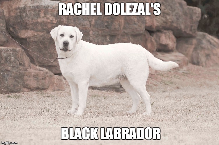 That ain't white! | RACHEL DOLEZAL'S BLACK LABRADOR | image tagged in rachel dolezal,labrador,memes | made w/ Imgflip meme maker