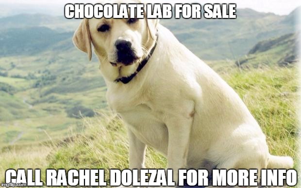 Rachel dolezals dog | CHOCOLATE LAB FOR SALE CALL RACHEL DOLEZAL FOR MORE INFO | image tagged in lab,rachel dolezal | made w/ Imgflip meme maker