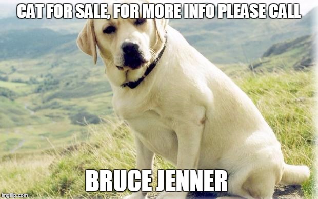 Bruce Jenner's cat | CAT FOR SALE, FOR MORE INFO PLEASE CALL BRUCE JENNER | image tagged in lab | made w/ Imgflip meme maker