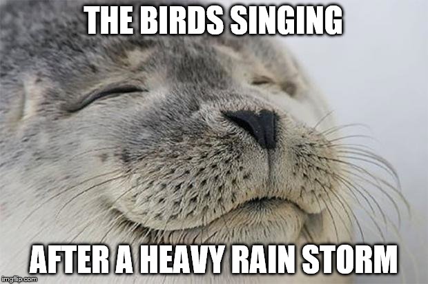 Satisfied Seal Meme | THE BIRDS SINGING AFTER A HEAVY RAIN STORM | image tagged in memes,satisfied seal | made w/ Imgflip meme maker