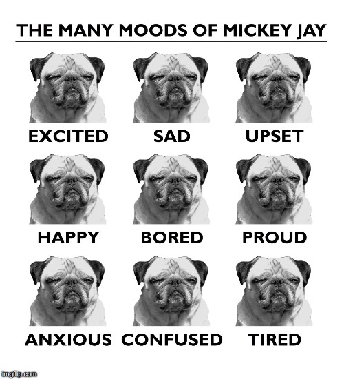 image tagged in mmoj,dogs | made w/ Imgflip meme maker