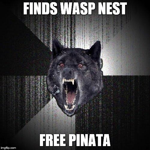 Insanity Wolf | FINDS WASP NEST FREE PINATA | image tagged in memes,insanity wolf | made w/ Imgflip meme maker