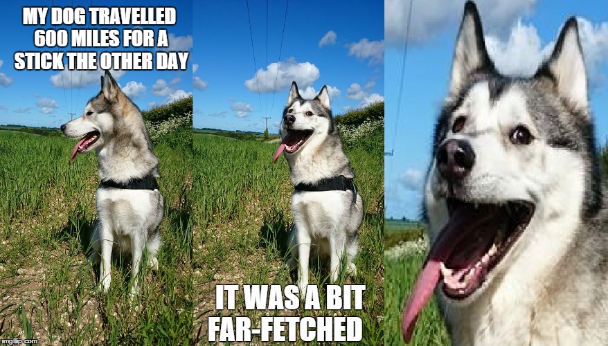 MY DOG TRAVELLED 600 MILES FOR A STICK THE OTHER DAY IT WAS A BIT FAR-FETCHED | image tagged in husky,memes,funny memes,puns,bad pun,lol | made w/ Imgflip meme maker