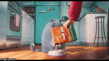 You're kidding me? | image tagged in gifs,cat,kidding,pets,funny,animation | made w/ Imgflip video-to-gif maker