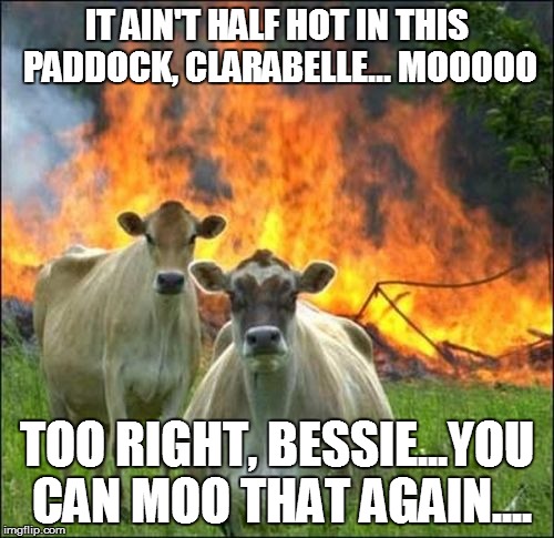 Evil Cows Meme | IT AIN'T HALF HOT IN THIS PADDOCK, CLARABELLE... MOOOOO TOO RIGHT, BESSIE...YOU CAN MOO THAT AGAIN.... | image tagged in memes,evil cows | made w/ Imgflip meme maker