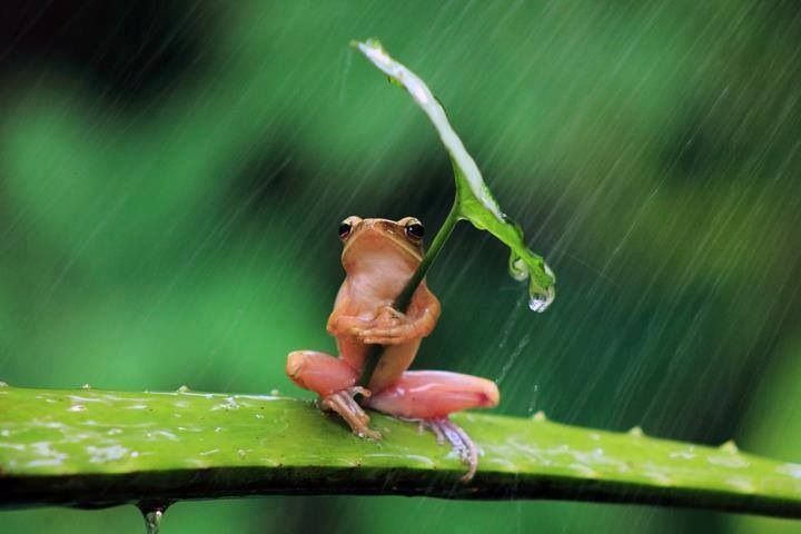 Frog with umbrella Blank Meme Template