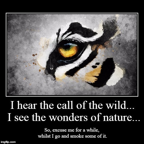 The eye of the Tiger... | image tagged in funny,demotivationals | made w/ Imgflip demotivational maker