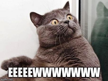 surprised cat | EEEEEWWWWWWW | image tagged in surprised cat | made w/ Imgflip meme maker