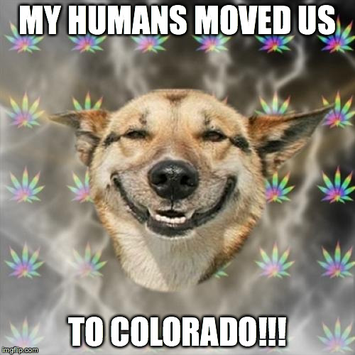 Stoner Dog | MY HUMANS MOVED US TO COLORADO!!! | image tagged in memes,stoner dog | made w/ Imgflip meme maker