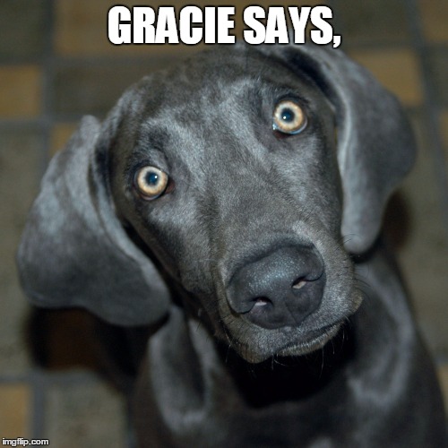 Gracie says, | GRACIE SAYS, | image tagged in dog | made w/ Imgflip meme maker