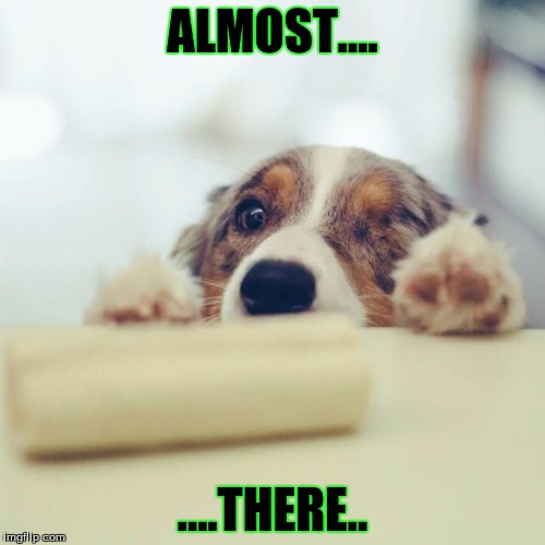 ALMOST.... ....THERE.. | image tagged in pets | made w/ Imgflip meme maker