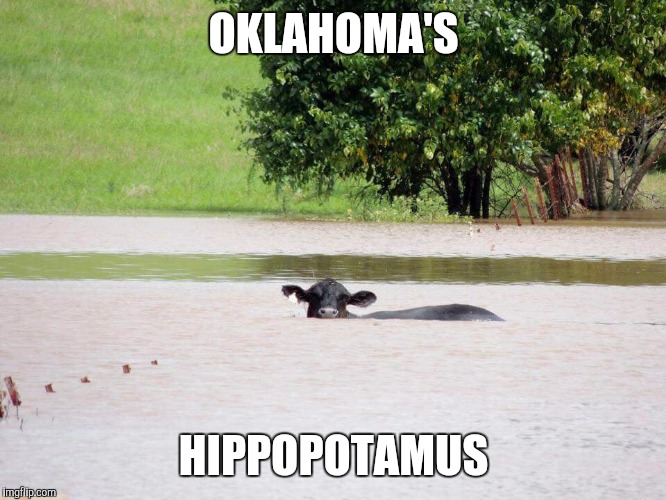 Oklahoma's hippopotamus | OKLAHOMA'S HIPPOPOTAMUS | image tagged in funny memes,memes,comedy,cow | made w/ Imgflip meme maker