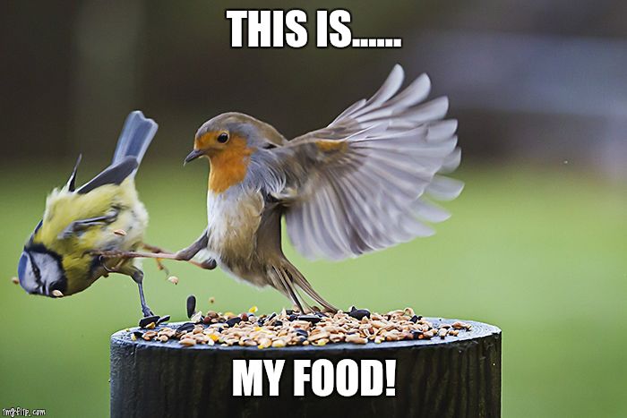 Kicking Sparrow | THIS IS...... MY FOOD! | image tagged in kicking sparrow | made w/ Imgflip meme maker