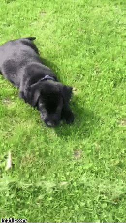 image tagged in gifs | made w/ Imgflip video-to-gif maker
