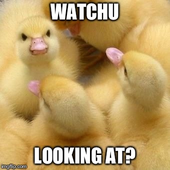 Baby Duck Face | WATCHU LOOKING AT? | image tagged in baby,duck,cute,what are you looking at,angry,mad | made w/ Imgflip meme maker