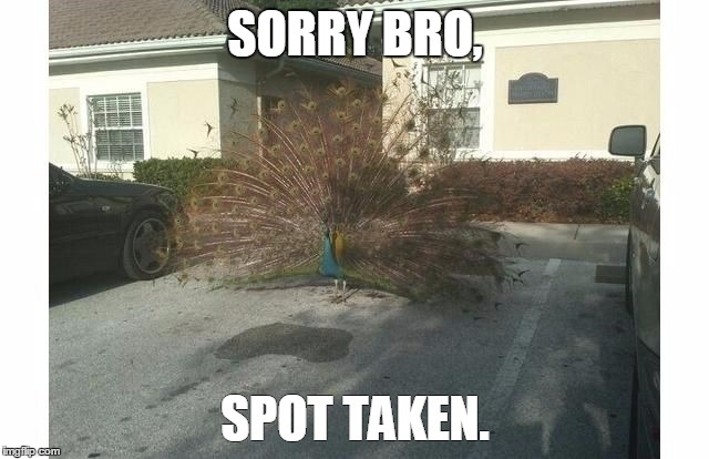 SORRY BRO, SPOT TAKEN. | image tagged in show me your peacock,rude,not in my house | made w/ Imgflip meme maker