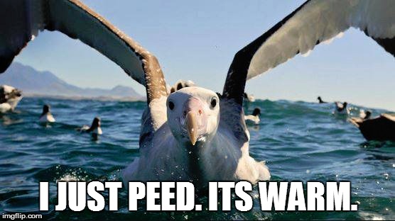 I JUST PEED. ITS WARM. | image tagged in pee | made w/ Imgflip meme maker