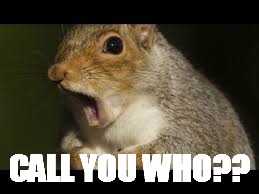 CALL YOU WHO?? | image tagged in squirrel | made w/ Imgflip meme maker