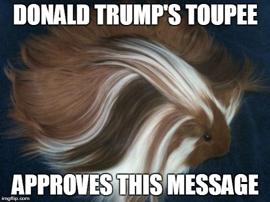 Trumps Toupee | DONALD TRUMP'S TOUPEE APPROVES THIS MESSAGE | image tagged in trump's toupee,funny,cute animals,for the lawls | made w/ Imgflip meme maker
