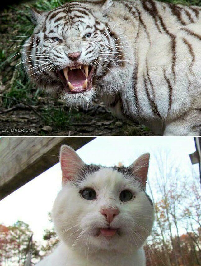 High Quality Tiger cat Blank Meme Template