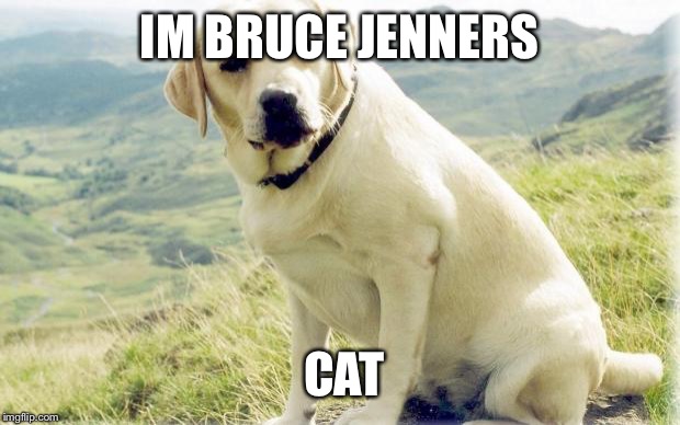 bruce jenner had a sex change if u didnt know  | IM BRUCE JENNERS CAT | image tagged in lab | made w/ Imgflip meme maker