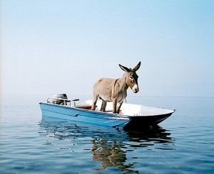 High Quality DONKEY ON A BOAT Blank Meme Template