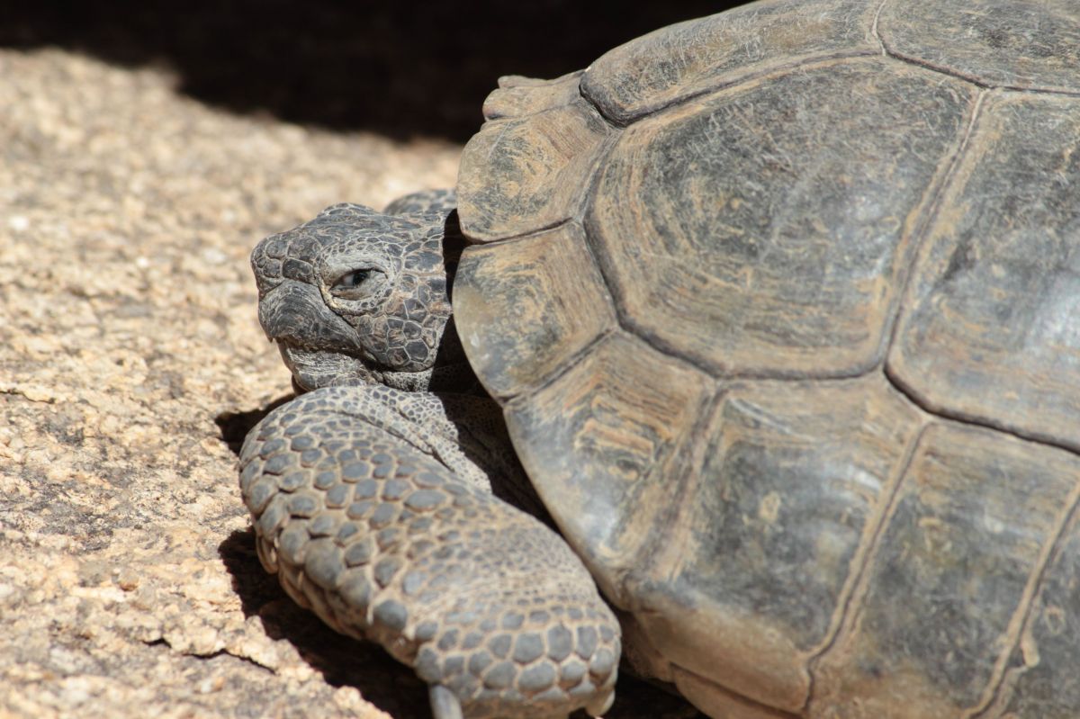 High Quality Grumpy Tortoise Blank Meme Template