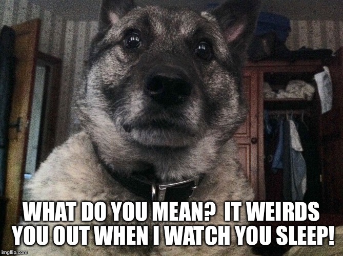 WHAT DO YOU MEAN? IT WEIRDS YOU OUT WHEN I WATCH YOU SLEEP! | image tagged in arnie the elkhound | made w/ Imgflip meme maker