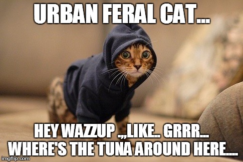 Hoody Cat Meme | URBAN FERAL CAT... HEY WAZZUP .,,LIKE.. GRRR... WHERE'S THE TUNA AROUND HERE.... | image tagged in memes,hoody cat | made w/ Imgflip meme maker