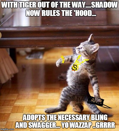 Swag cat | WITH TIGER OUT OF THE WAY....SHADOW  NOW RULES THE 'HOOD... ADOPTS THE NECESSARY BLING AND SWAGGER... YO WAZZAP ..GRRRR | image tagged in swag cat | made w/ Imgflip meme maker