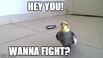 Cute bird | HEY YOU! WANNA FIGHT? | image tagged in bird | made w/ Imgflip meme maker