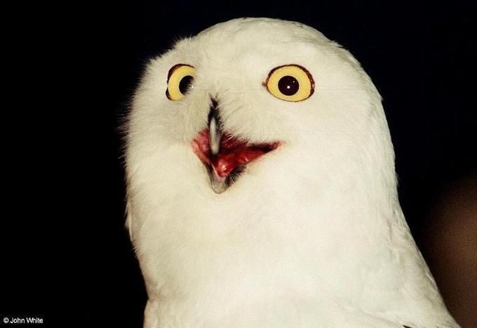 Orly Owl Blank Meme Template