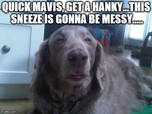High Dog | QUICK MAVIS, GET A HANKY...THIS SNEEZE IS GONNA BE MESSY..... | image tagged in memes,high dog | made w/ Imgflip meme maker
