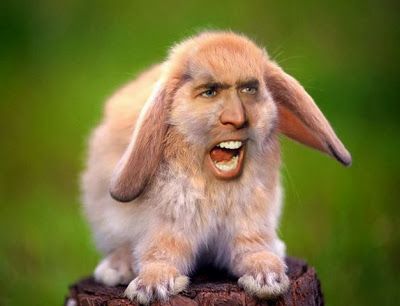 High Quality Nicolas Cage Bunny Blank Meme Template