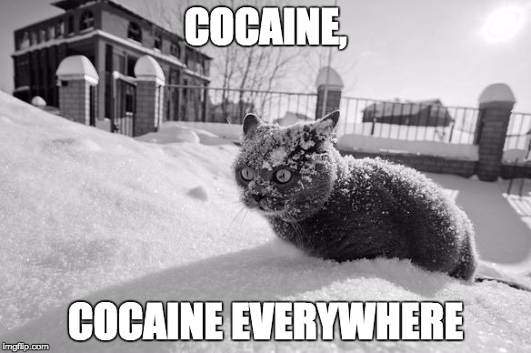 cocaine cat | COCAINE, COCAINE EVERYWHERE | image tagged in cocaine cat | made w/ Imgflip meme maker