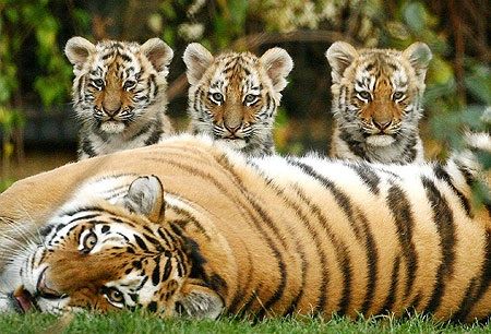Tiger cub trio Blank Meme Template
