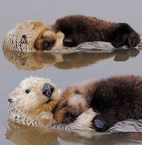Otter cuteness Blank Meme Template
