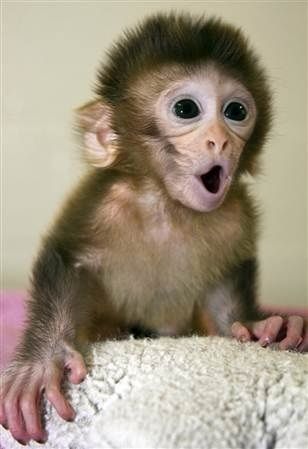 Surprised baby monkey Blank Meme Template