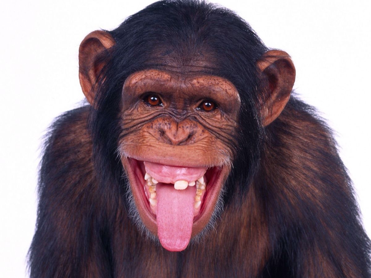 High Quality Chimp w/tongue out Blank Meme Template