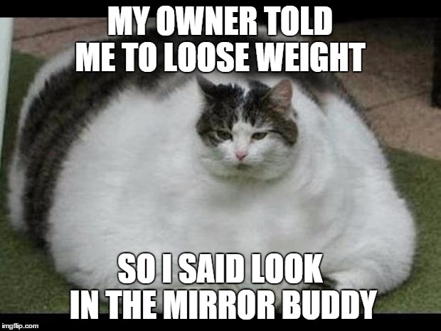 fat cat 2 | MY OWNER TOLD ME TO LOOSE WEIGHT SO I SAID LOOK IN THE MIRROR BUDDY | image tagged in fat cat 2 | made w/ Imgflip meme maker