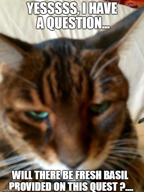 YESSSSS, I HAVE A QUESTION... WILL THERE BE FRESH BASIL PROVIDED ON THIS QUEST ?.... | image tagged in cats | made w/ Imgflip meme maker
