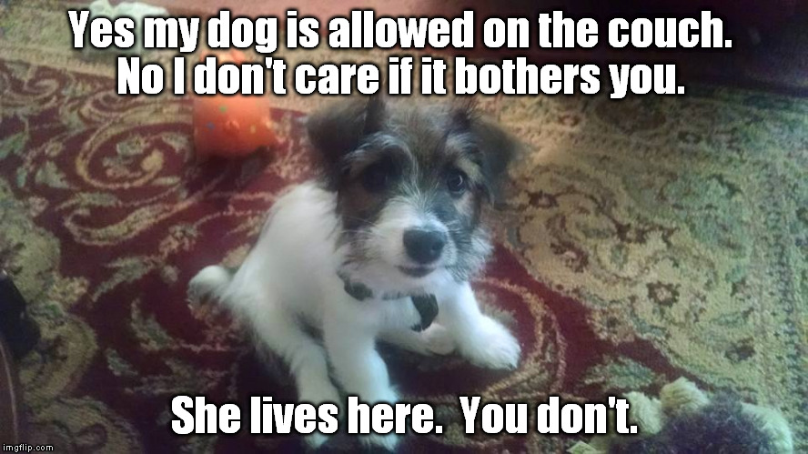 Yes my dog is allowed on the couch. | Yes my dog is allowed on the couch.   No I don't care if it bothers you. She lives here.  You don't. | image tagged in dog,family,couch | made w/ Imgflip meme maker