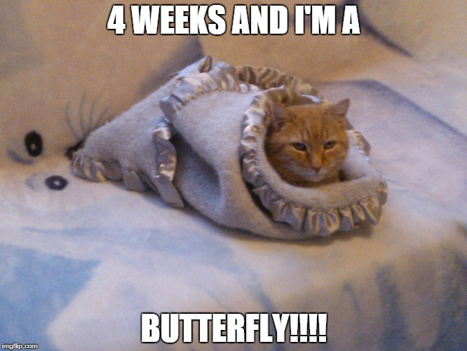4 WEEKS AND I'M A BUTTERFLY!!!! | image tagged in flynndacat | made w/ Imgflip meme maker