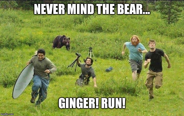 NEVER MIND THE BEAR... GINGER! RUN! | image tagged in ginger | made w/ Imgflip meme maker
