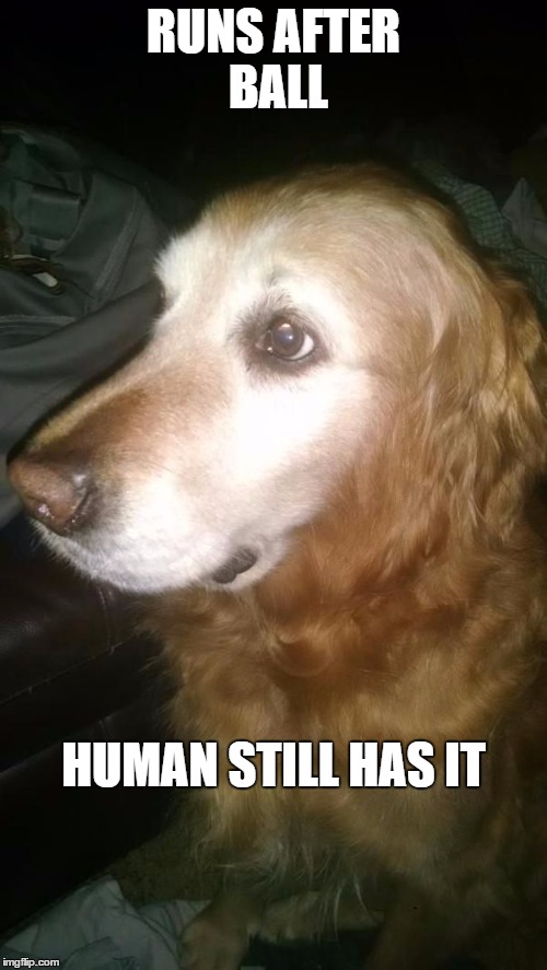 RUNS AFTER BALL HUMAN STILL HAS IT | image tagged in minor mistake mutt | made w/ Imgflip meme maker
