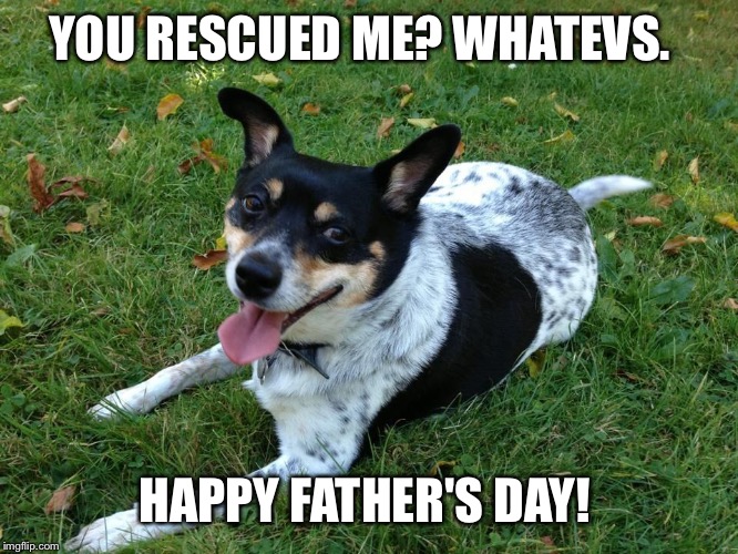 You may have rescued me....but I own you! Happy Father's Day! | YOU RESCUED ME? WHATEVS. HAPPY FATHER'S DAY! | image tagged in lily,father's day | made w/ Imgflip meme maker