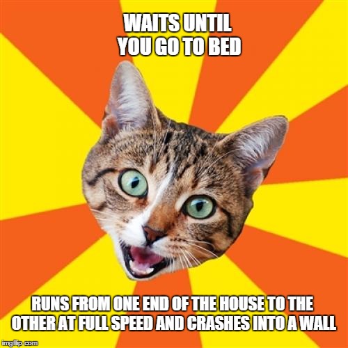 Cat, y u no let me sleep?! | WAITS UNTIL YOU GO TO BED RUNS FROM ONE END OF THE HOUSE TO THE OTHER AT FULL SPEED AND CRASHES INTO A WALL | image tagged in memes,bad advice cat | made w/ Imgflip meme maker