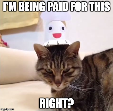 Hooray, Imgur repost | I'M BEING PAID FOR THIS RIGHT? | image tagged in annoyed cat,memes | made w/ Imgflip meme maker