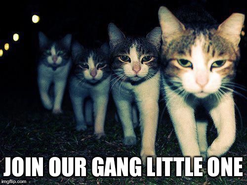 wrong neighborhood cats | JOIN OUR GANG LITTLE ONE | image tagged in wrong neighborhood cats | made w/ Imgflip meme maker
